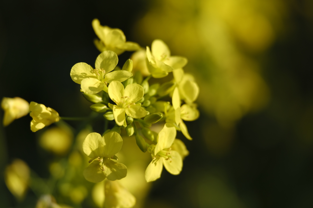 お写んぽｉｎ氷川町　菜の花2