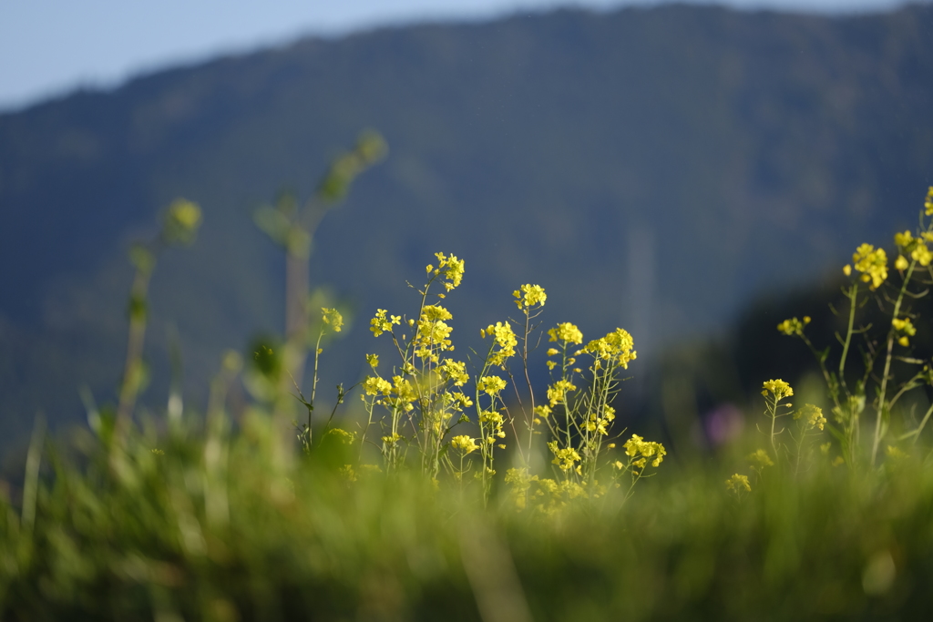 お写んぽｉｎ氷川町　菜の花3