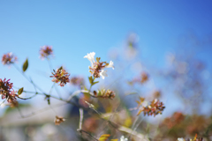 空は青く、花は白く