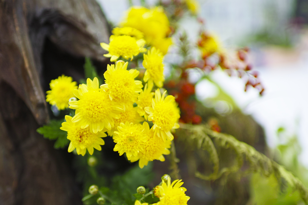 男の生け花その7