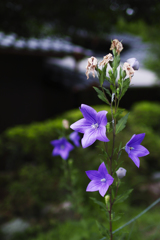 花はちり、また咲く