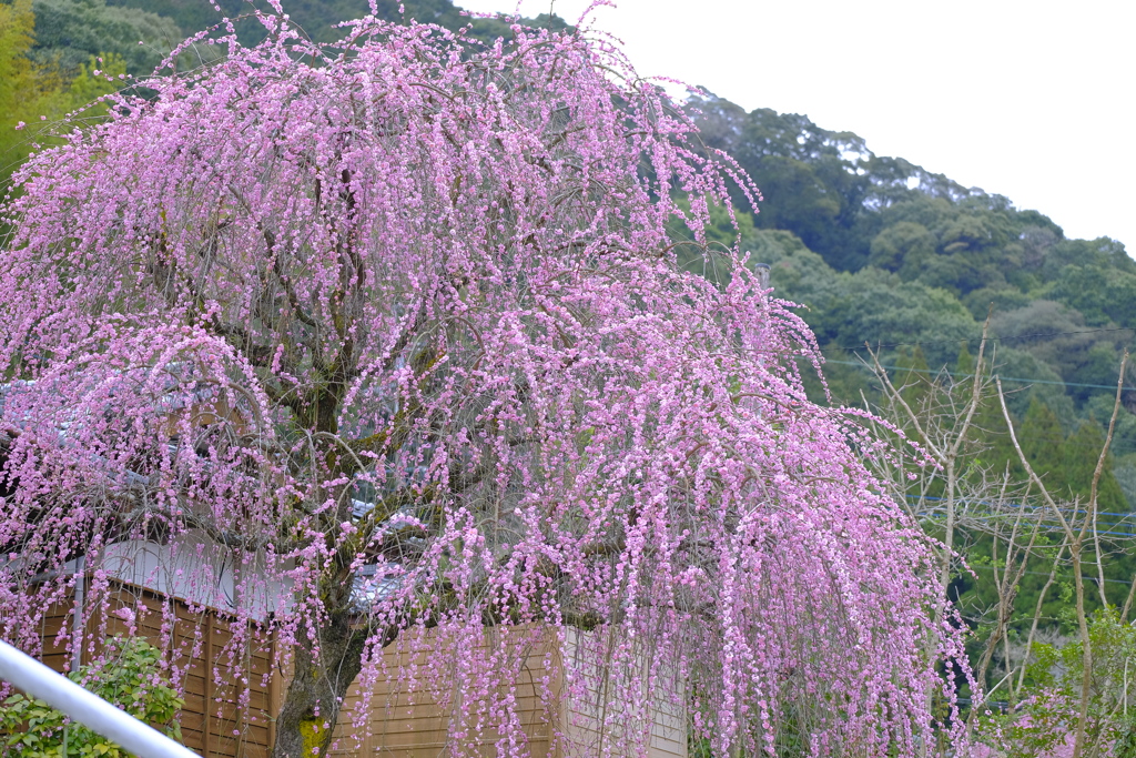 お写んぽｉｎ東陽