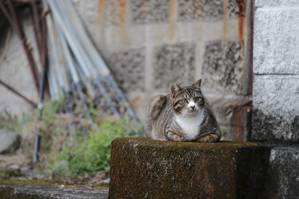 お写んぽｉｎ家のちかく　その2