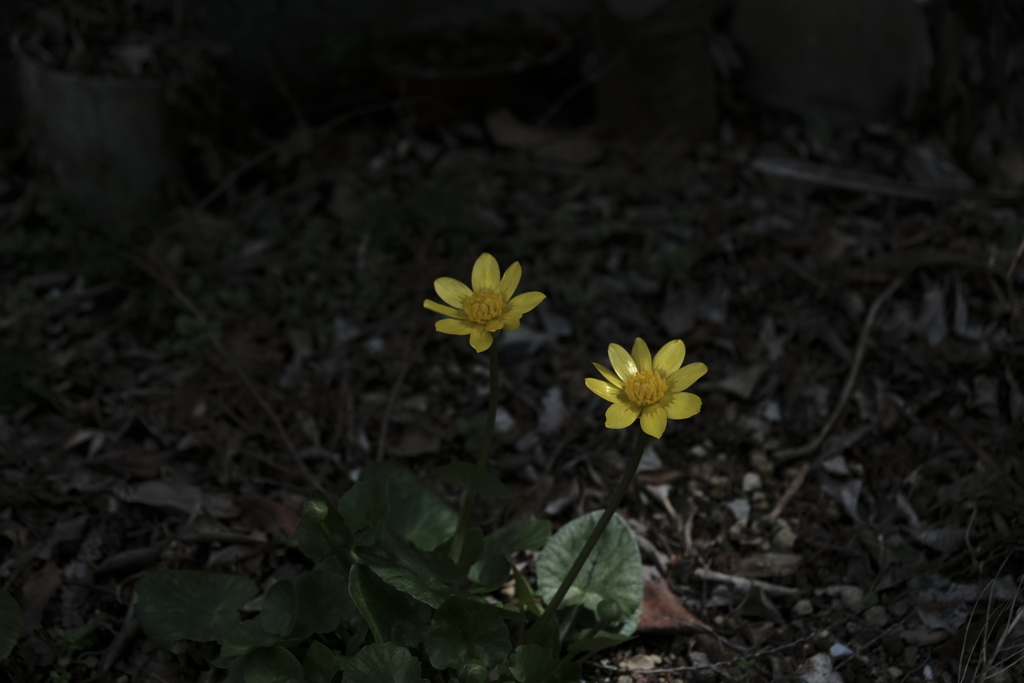お写んぽｉｎ実家のにわ
