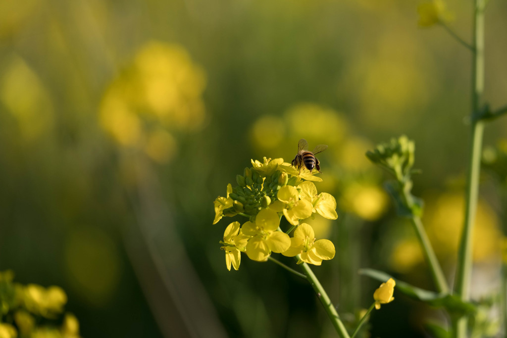 お写んぽｉｎ氷川町　菜の花1