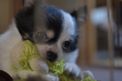 愛犬のお気に入り