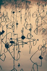 枯れても　なお