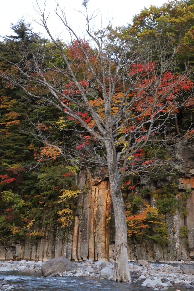 枯れ木に花を