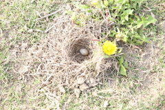 ヒバリも少子化