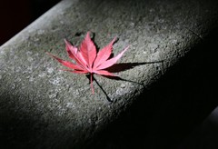 最後の輝き