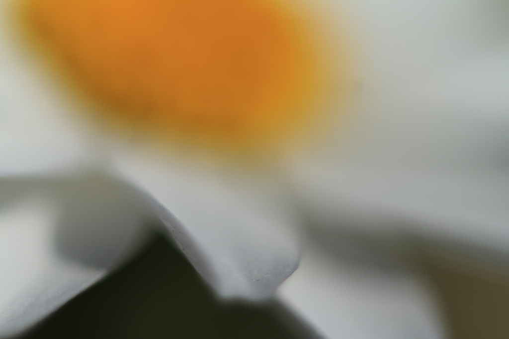 花びら