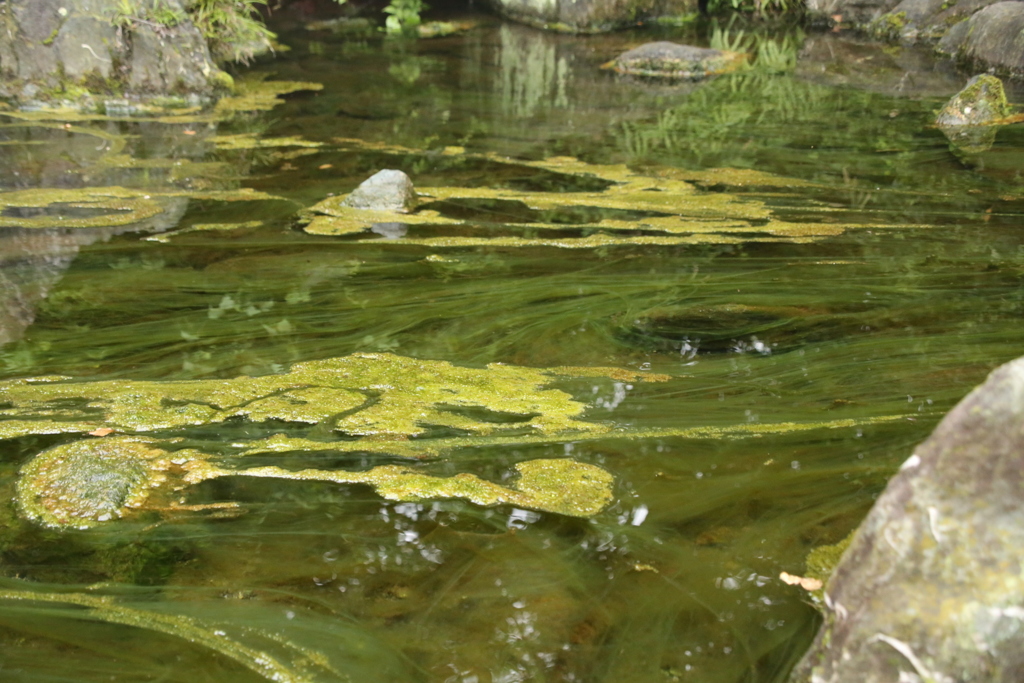 池の藻