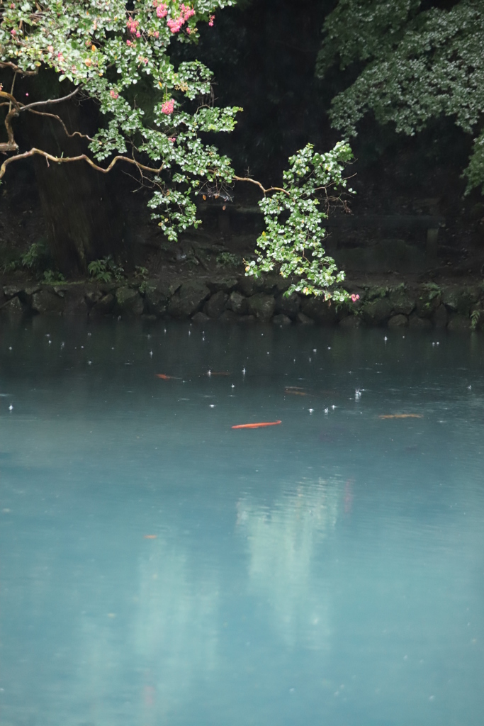 涼しげな池