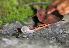 ゆっくりお散歩