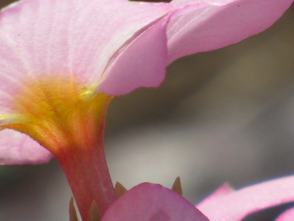花の傘