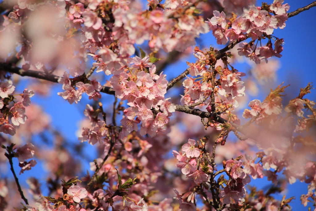 満開の河津桜