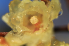 撮れたてのロウバイ