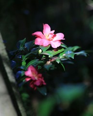 スポットライト