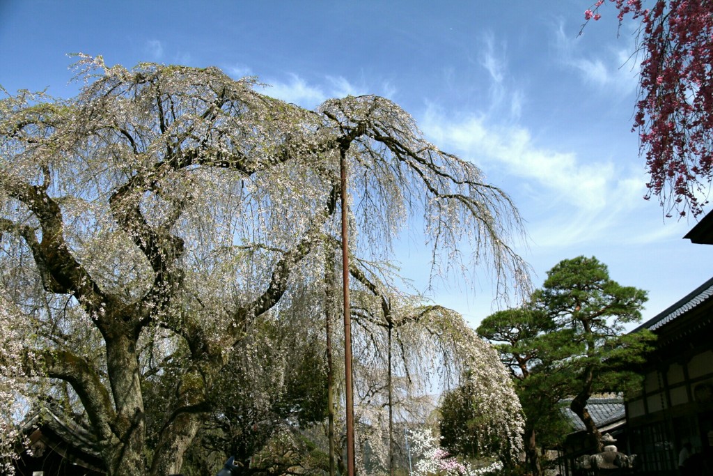 枝垂れ桜