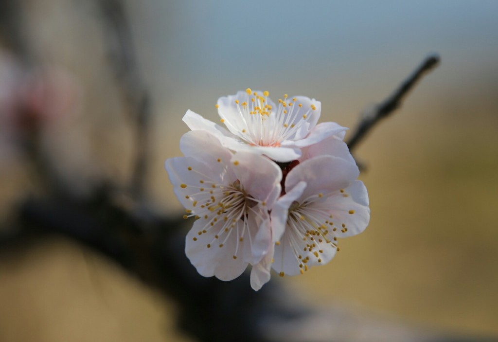 梅の花