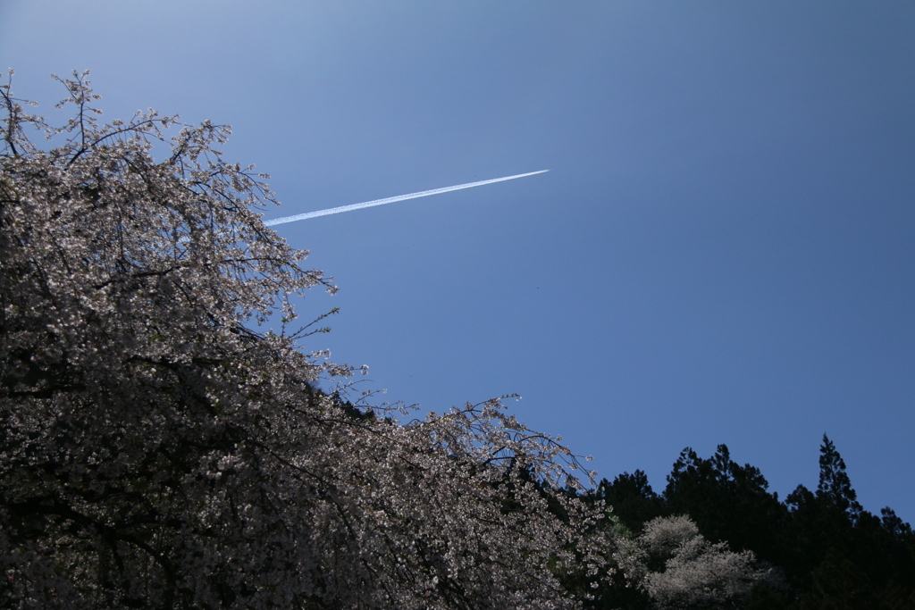 空から花見