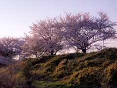 夕刻の桜