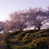 夕刻の桜