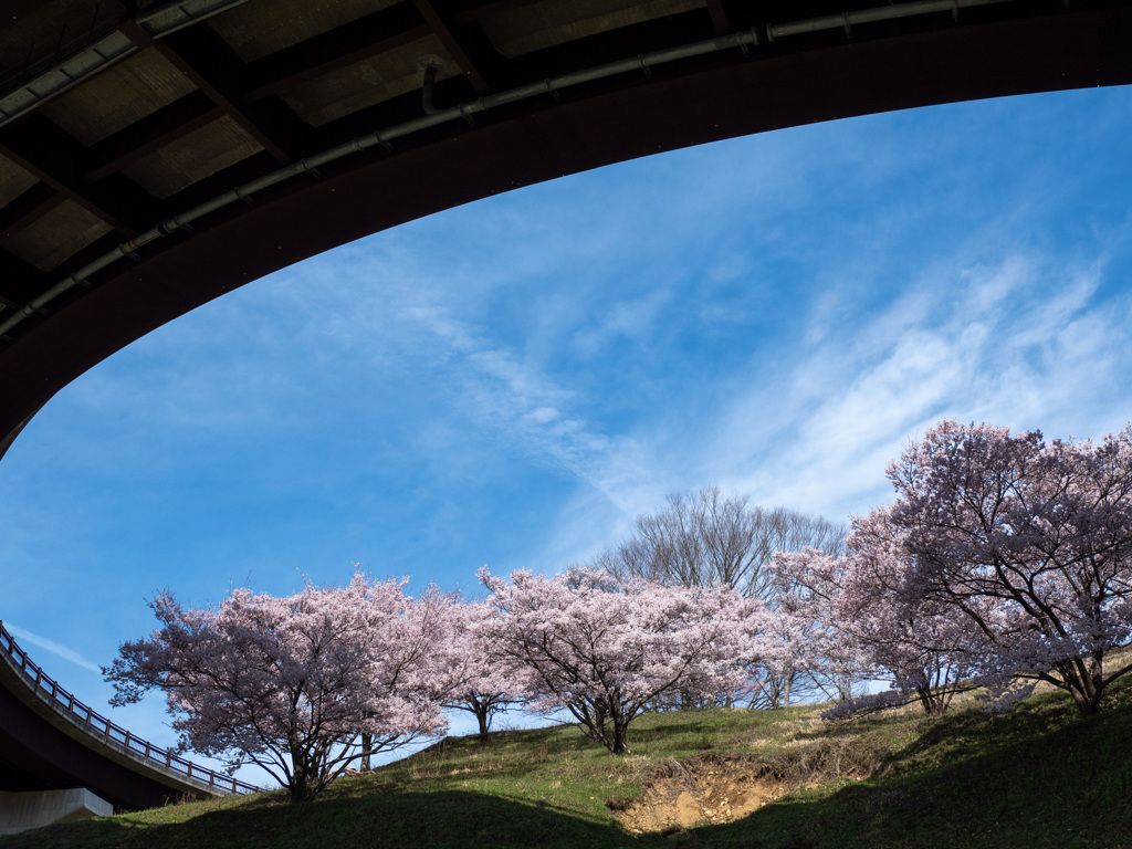 桜の季節