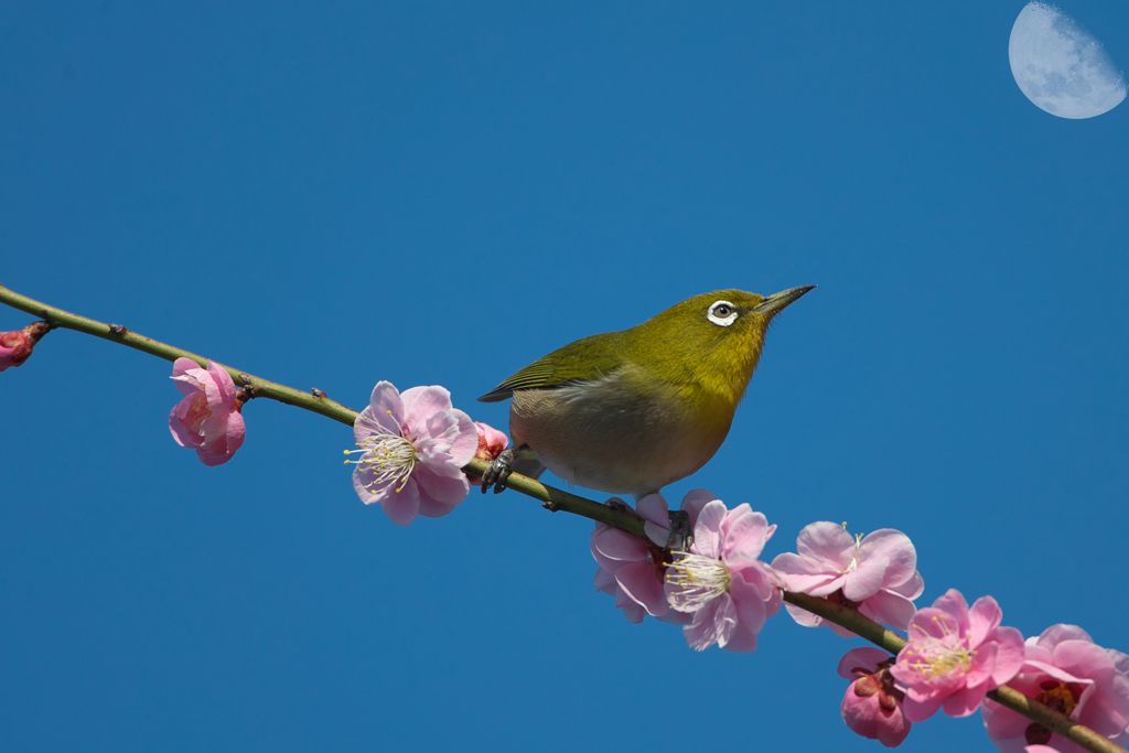 昼の月