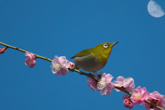 昼の月