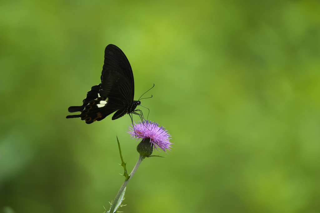 モンキアゲハ３