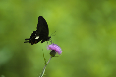 モンキアゲハ３