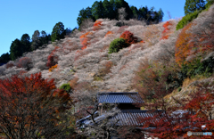 裏山のひととき