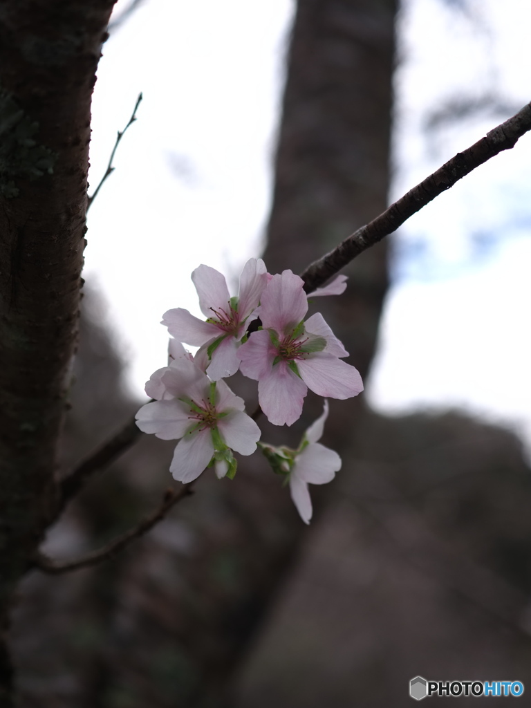 四季桜
