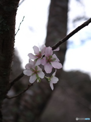 四季桜