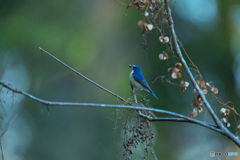 はい、ポーズ！