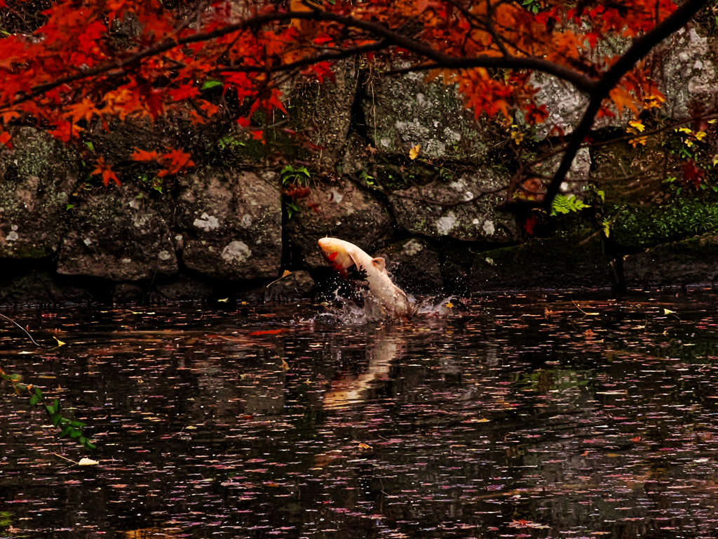 鯉踊る晩秋