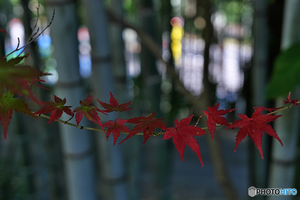 momiji