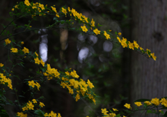 ヤマブキ