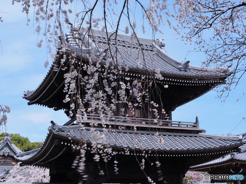 流桜