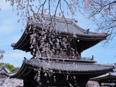 流桜