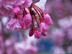 桜雨１