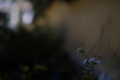 菊
