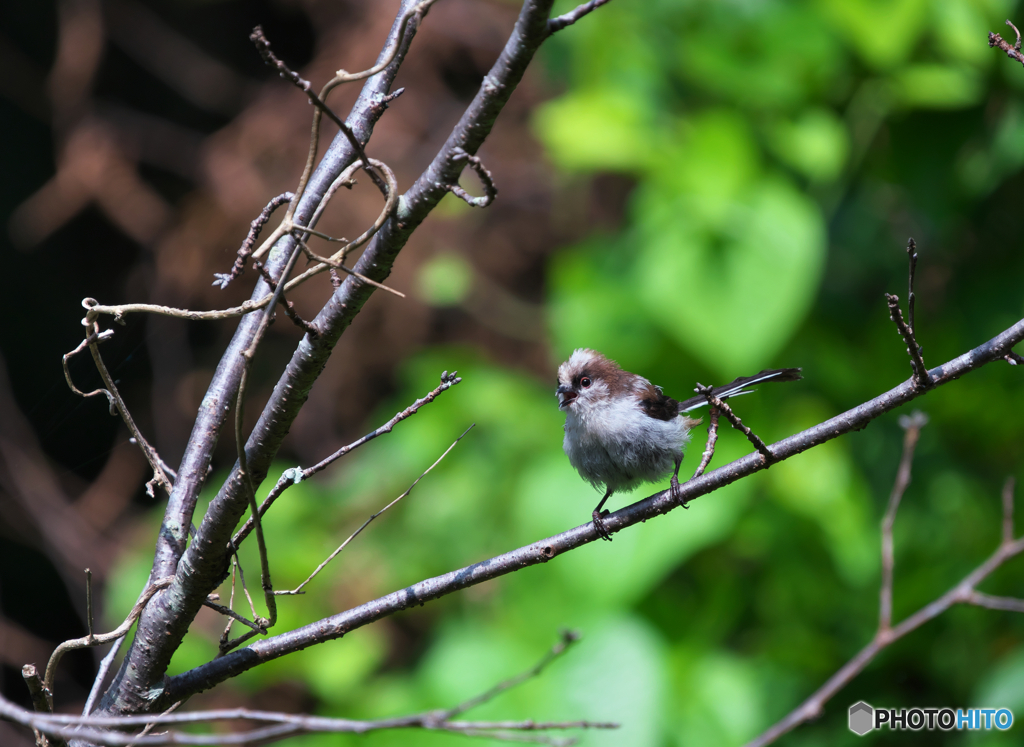 鳴１