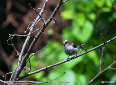 鳴１