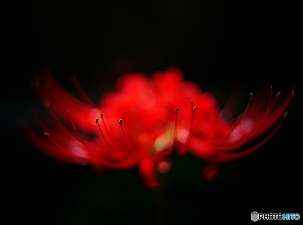彼岸花３