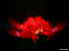 彼岸花３