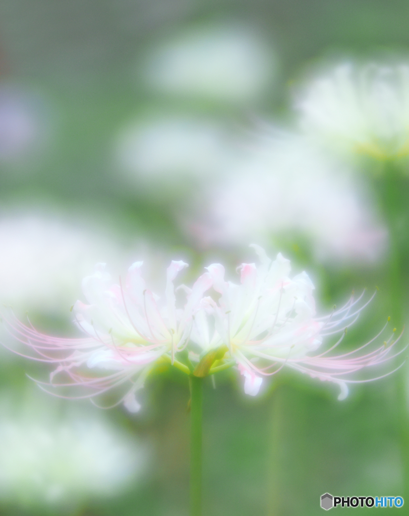 華