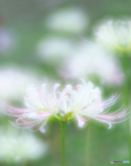 華