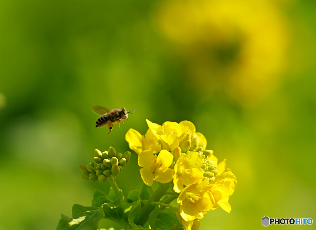 春一番、甘い誘惑